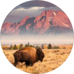 A bison is standing in a field with mountains in the background, creating a stunning natural scene.