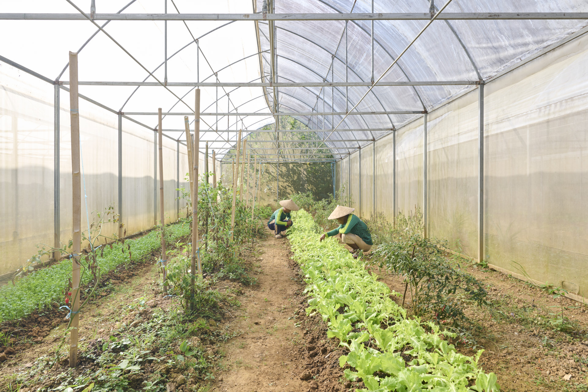 Two people working in a greenhouse in Luang Prabang.