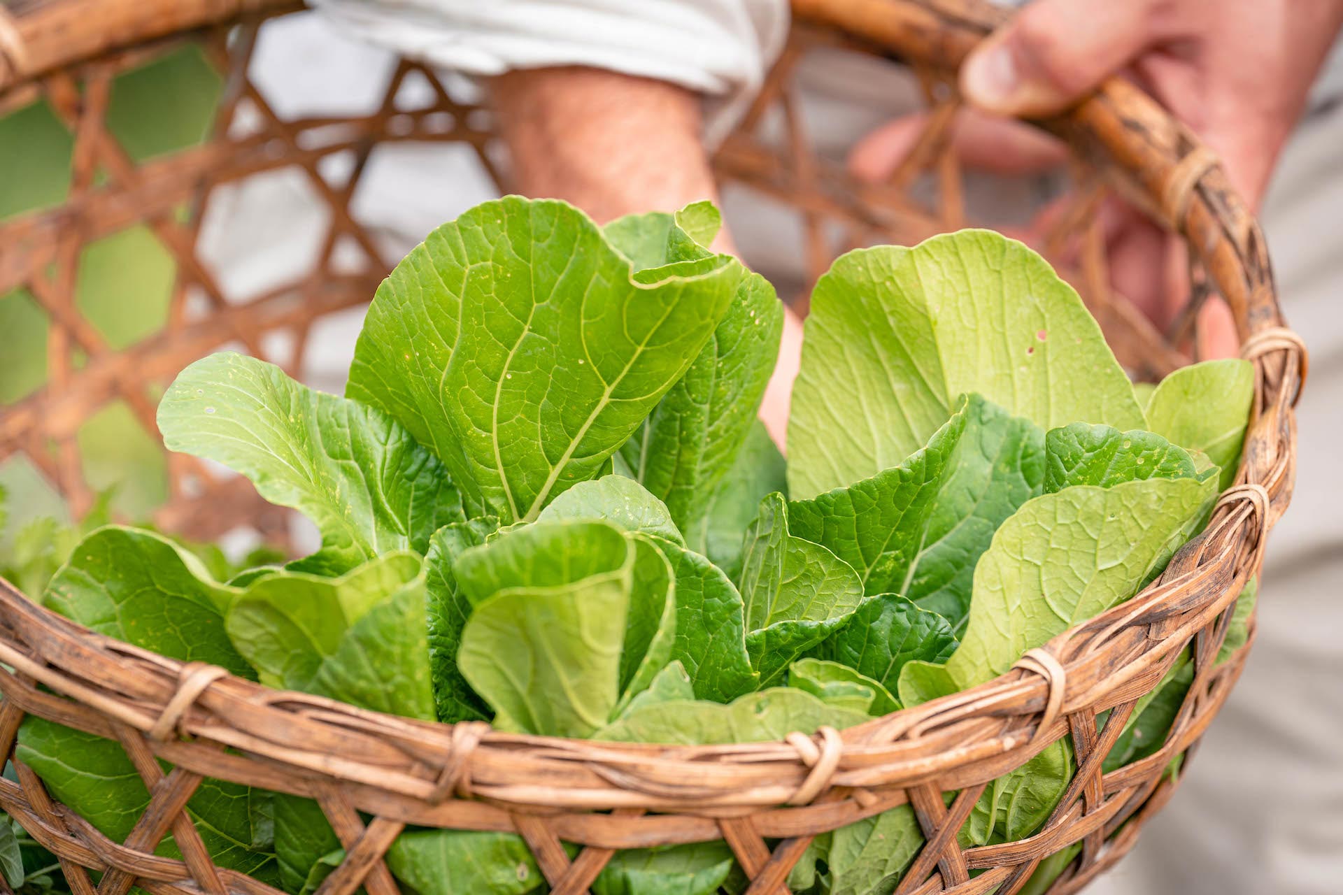 A man is holding a basket full of lettuce on a farm.