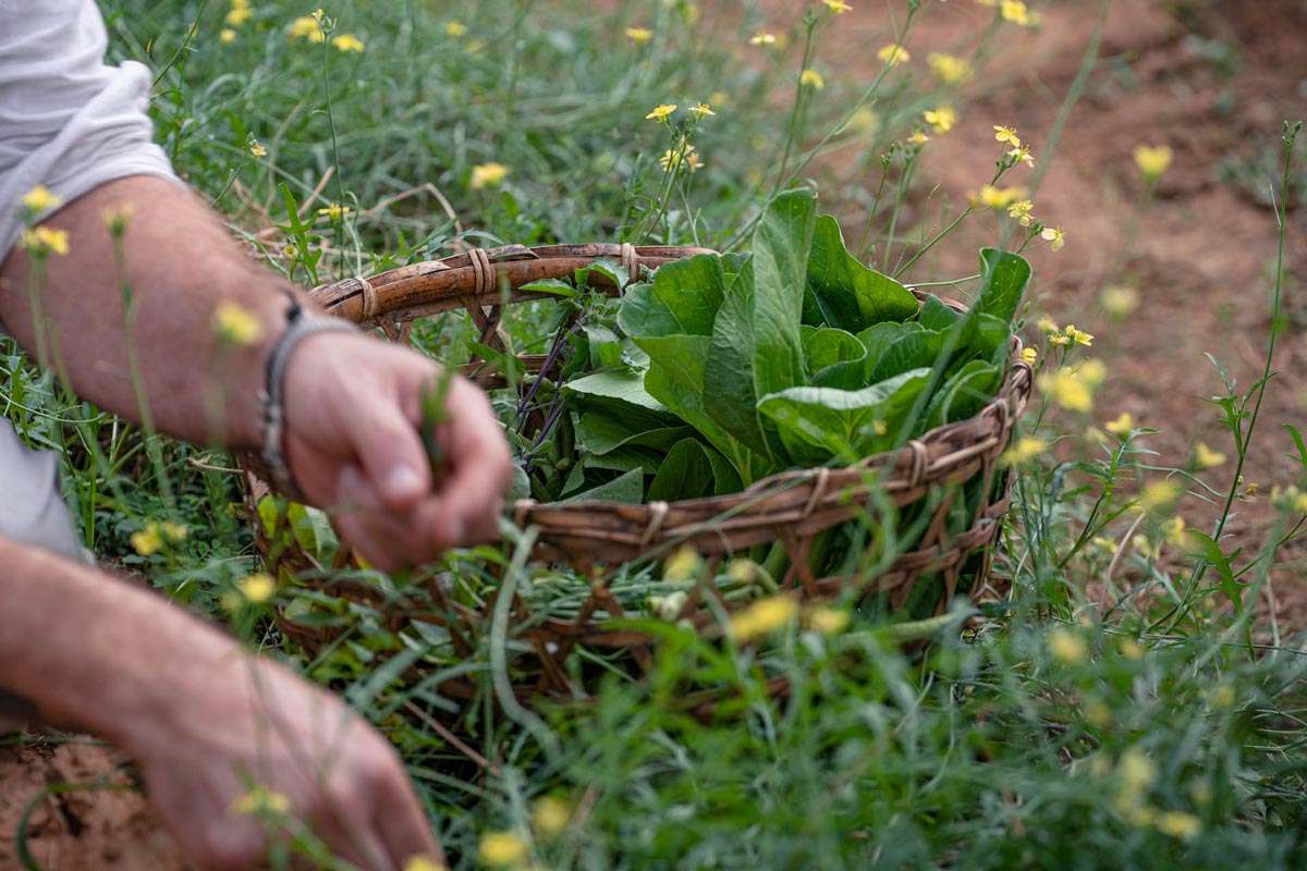A man picking greens at a farm and placing them on a table.