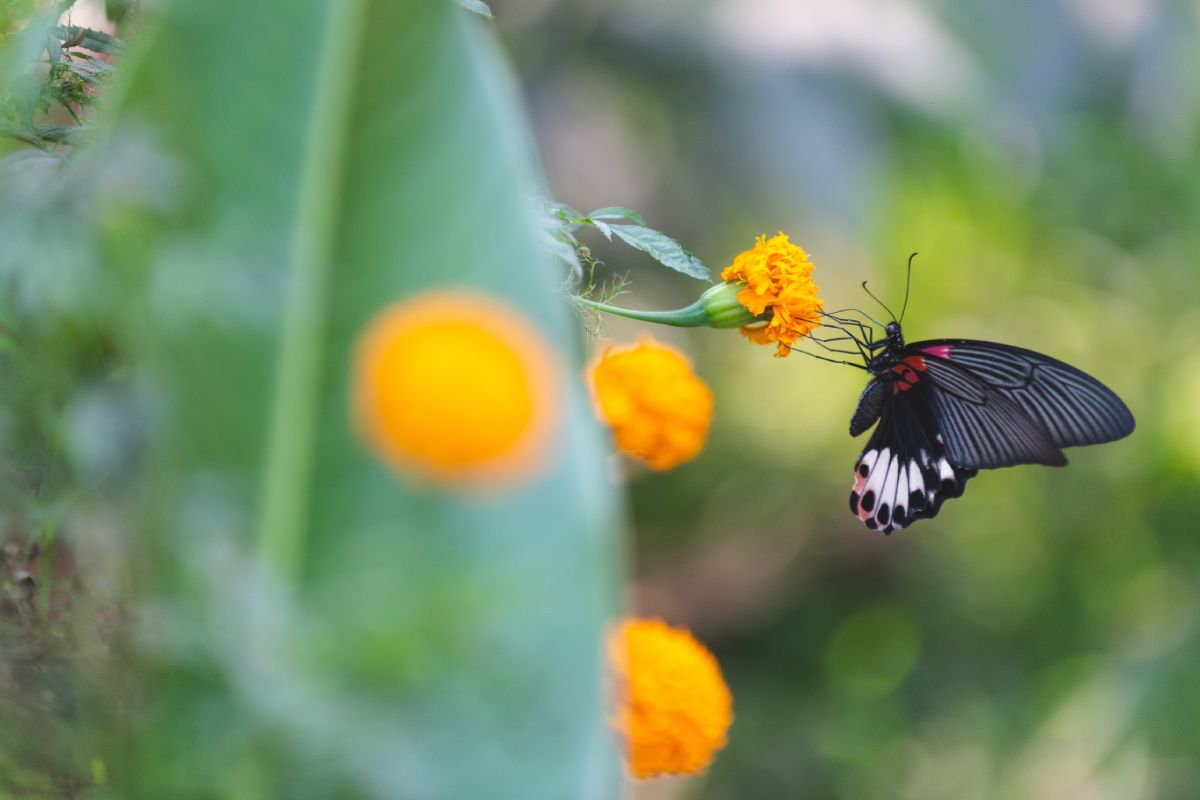 A black and red butterfly gracefully sits on a vibrant yellow flower in the midst of an organic farm.