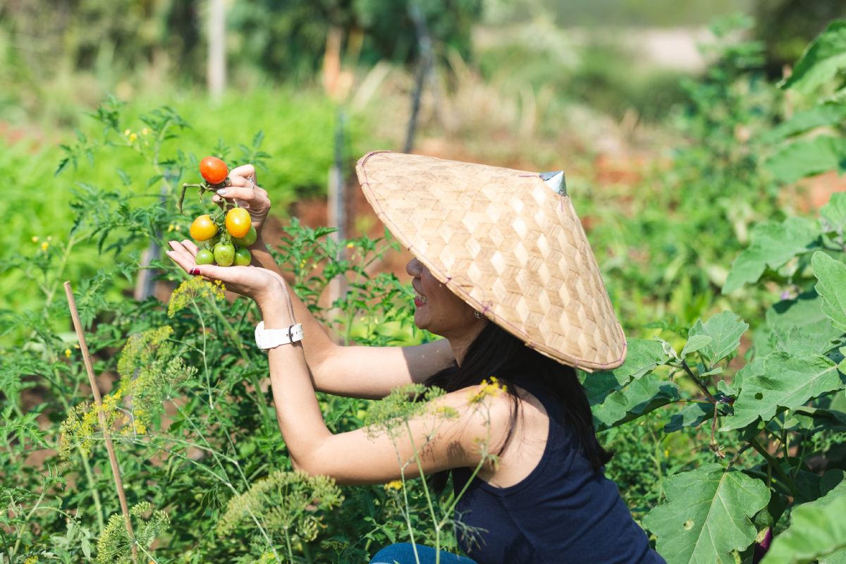 An organic woman in a straw hat picking tomatoes on a farm.