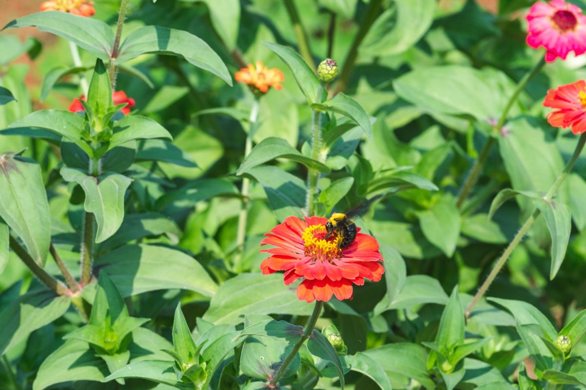 A bee sits on a red flower in an organic farm garden.