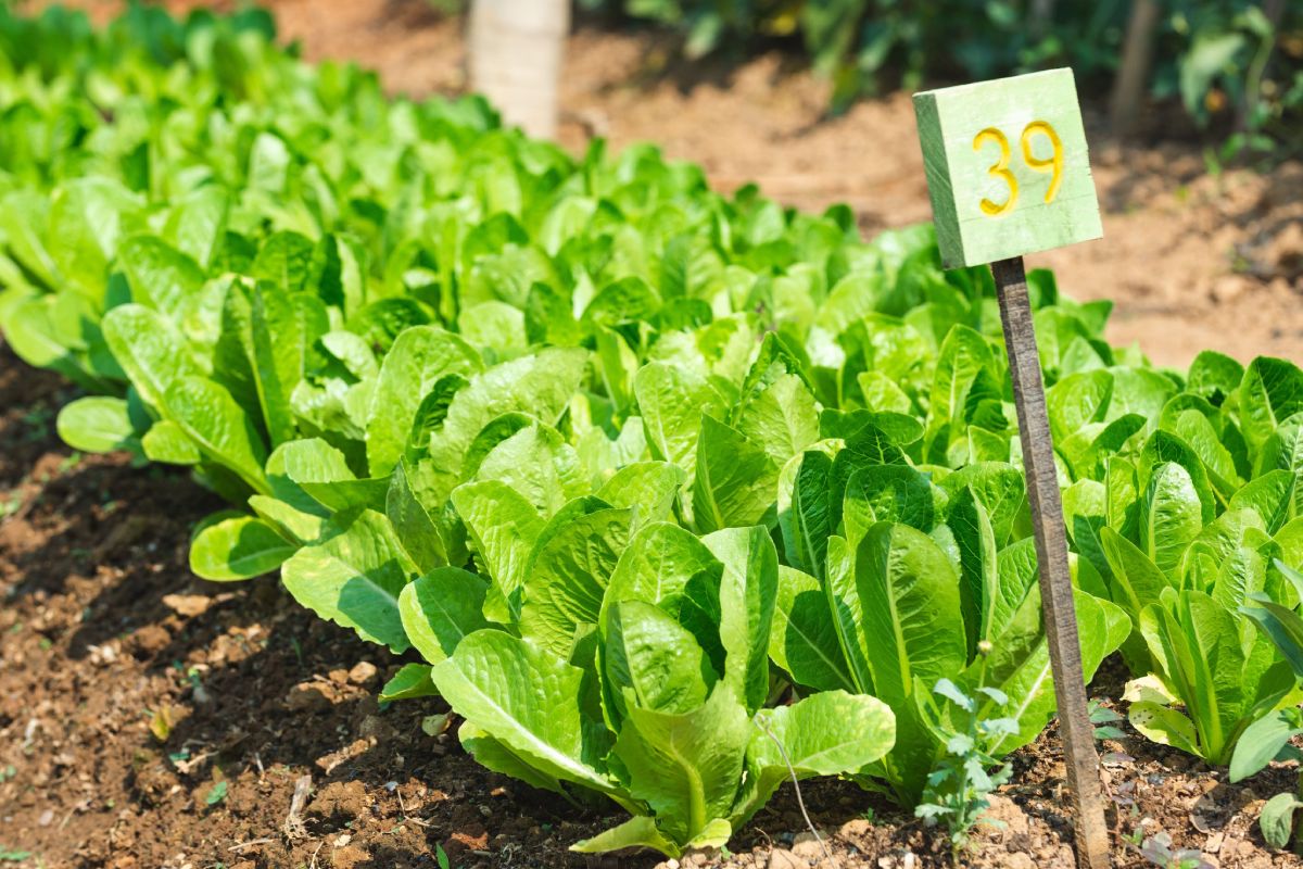 Organic lettuce growing in a garden with a sign.