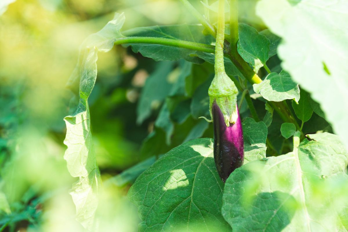 Description: A purple organic eggplant is growing on a farm plant.