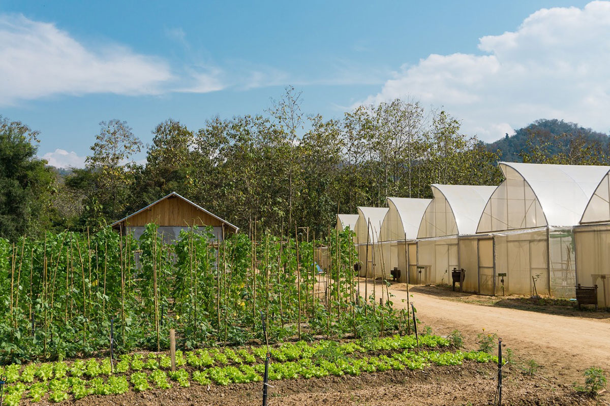 An organic farm consisting of a row of greenhouses.