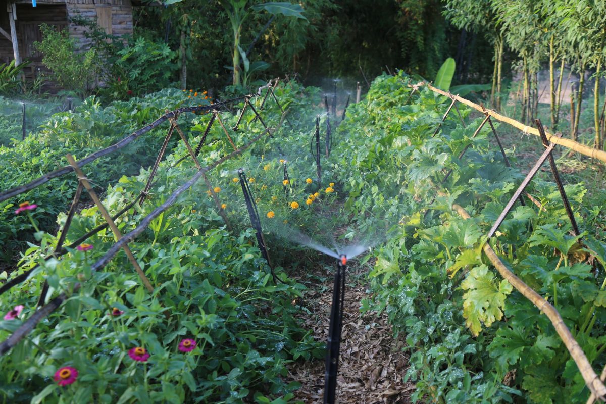 Watering an organic vegetable garden with a sprinkler.