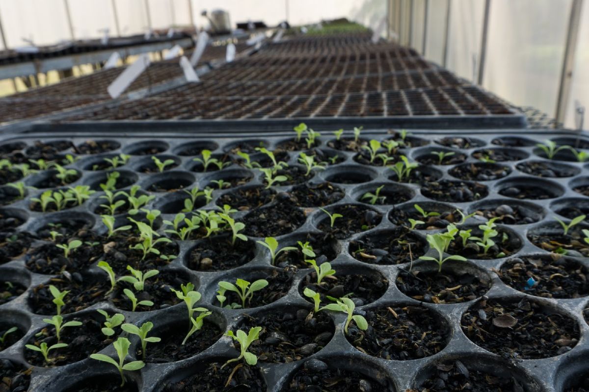 Organic seedlings in trays in a greenhouse at an organic farm.
