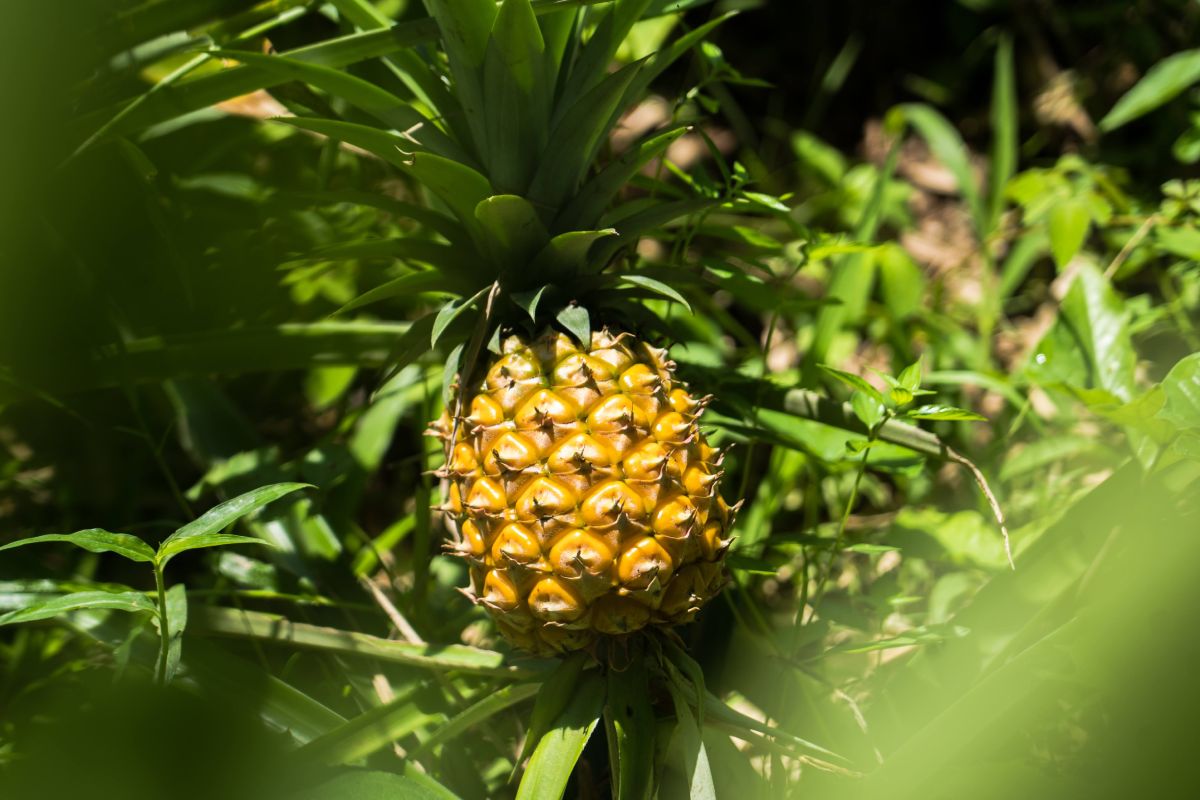 A pineapple is growing in an organic farm.