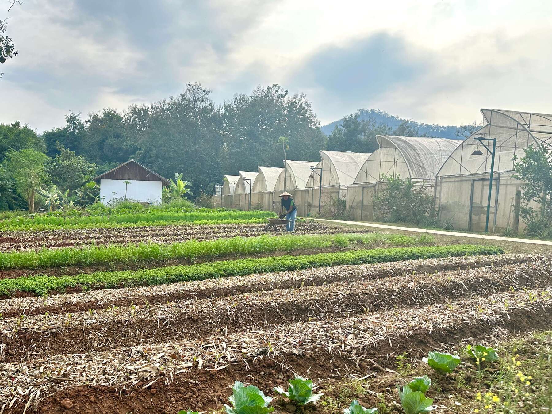 A farmer tending crops in neat rows at the Namkhan Project, Luang Prabang, with greenhouses in the background, under a clear sky.