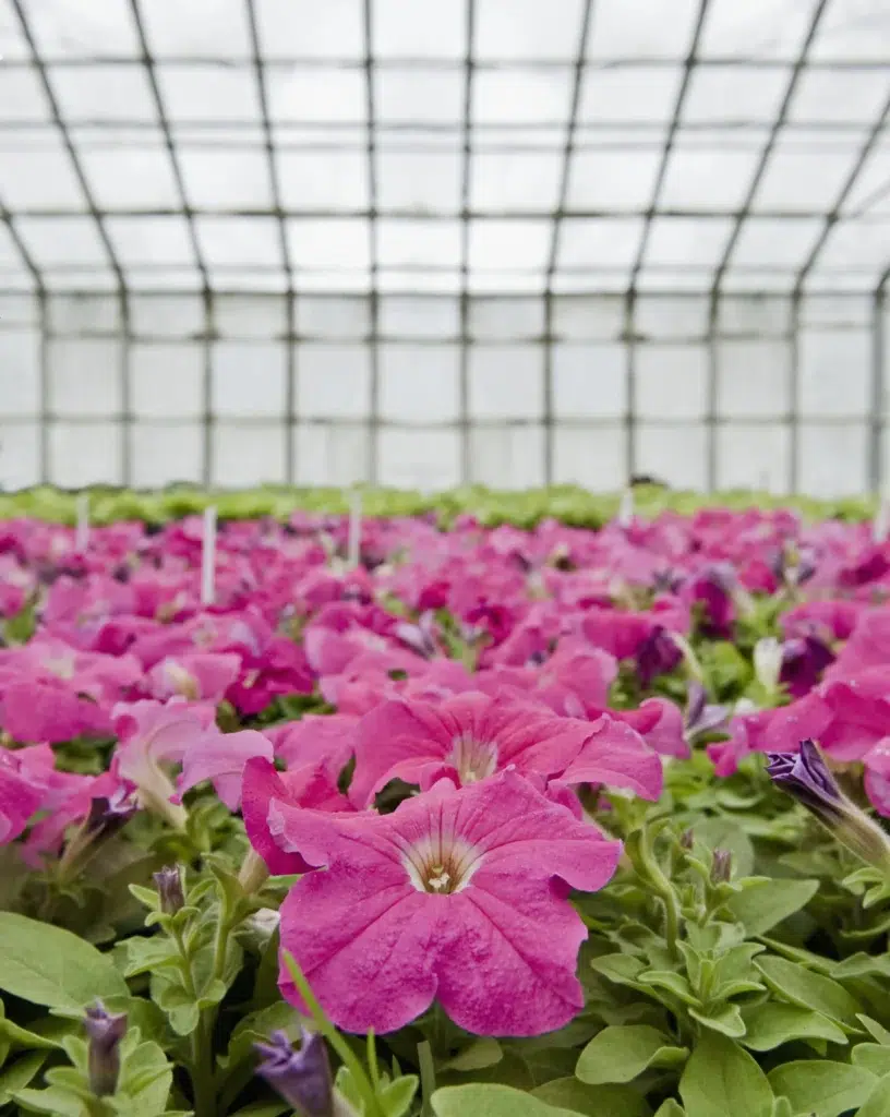 45868 petunias in a greenhouse 2023 11 27 05 29 09 utc scaled scaled