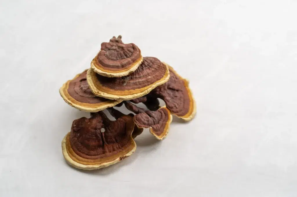 a group of edible chinese reishi mushroom on a mus 2024 01 29 21 10 15 utc scaled scaled