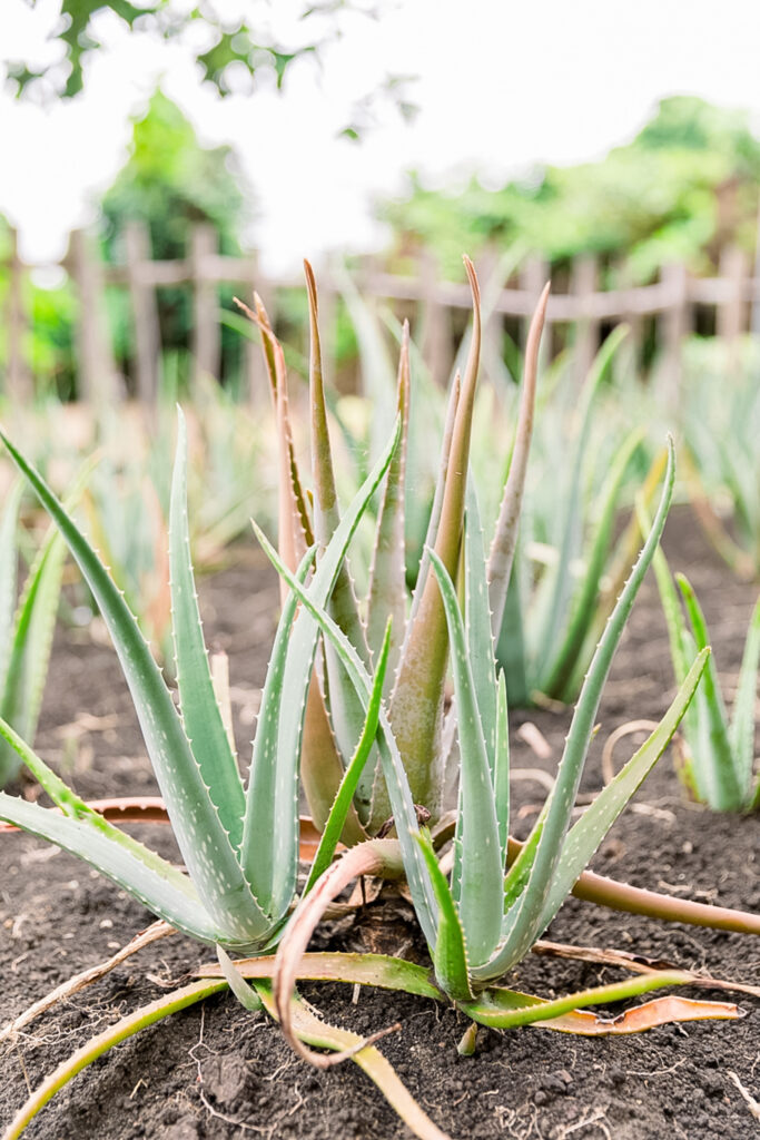 aloe vera plant 2024 04 17 18 09 32 utc scaled