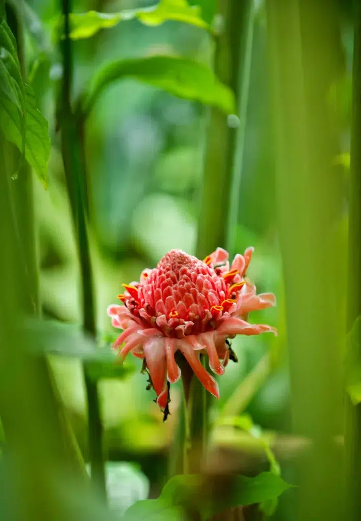 beautiful naturally blooming torch ginger lily red 2024 04 08 16 38 46 utc scaled scaled