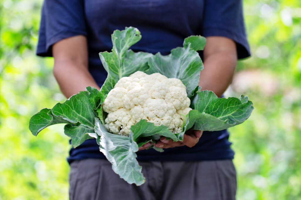 cauliflower with leaves in hands of woman farmer 2023 11 27 05 27 49 utc scaled