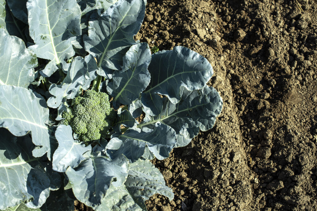 close up broccoli in a farm big broccoli plantati 2023 11 27 05 31 23 utc scaled