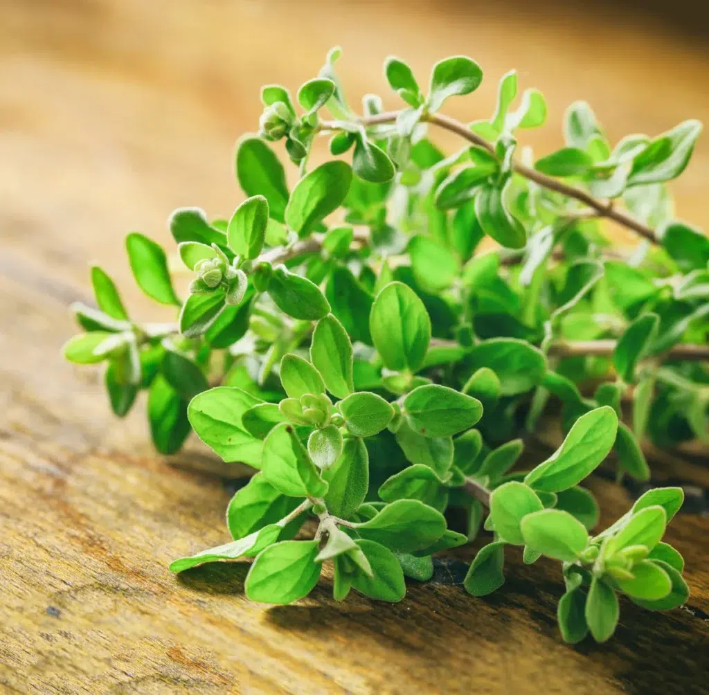 fresh oregano plant leaves on wooden background 2023 11 27 05 11 17 utc scaled scaled