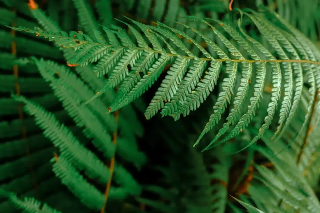 green fern leaves in malaysia 2023 11 27 05 16 24 utc scaled scaled