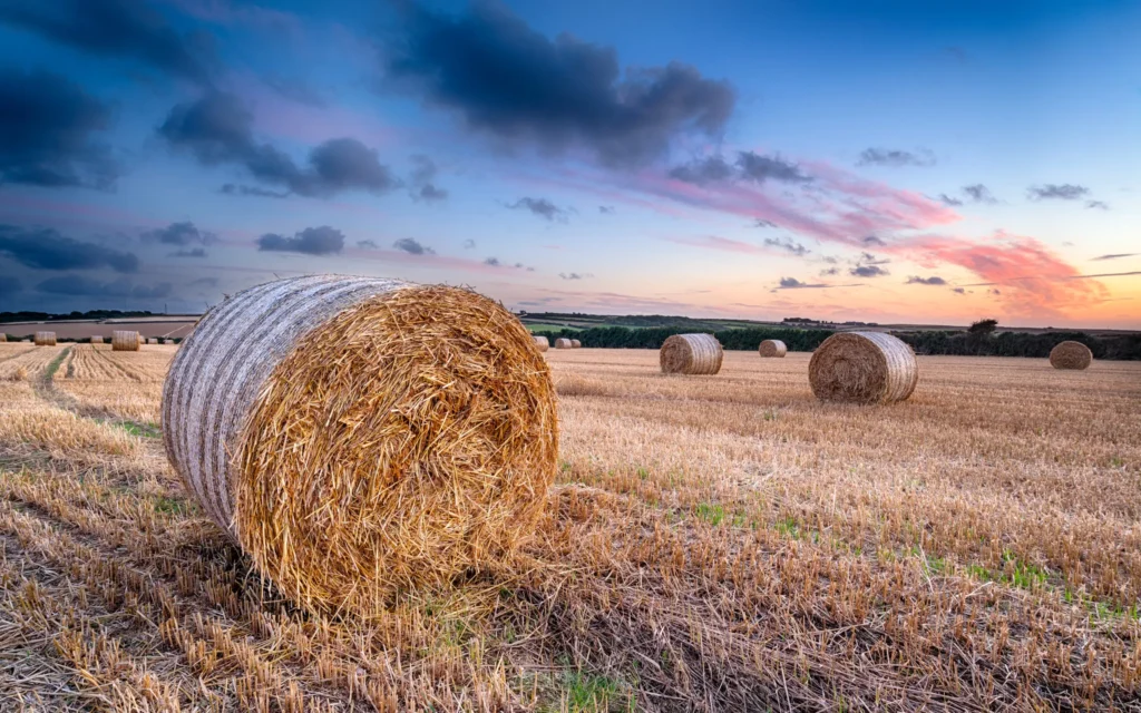 harvest sunset 2023 11 27 05 00 16 utc scaled scaled