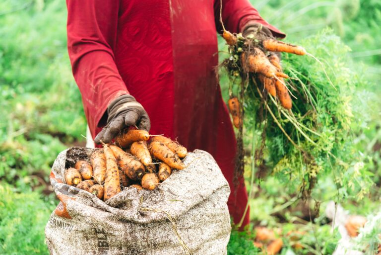 harvesting carrots 2023 11 27 04 58 06 utc scaled