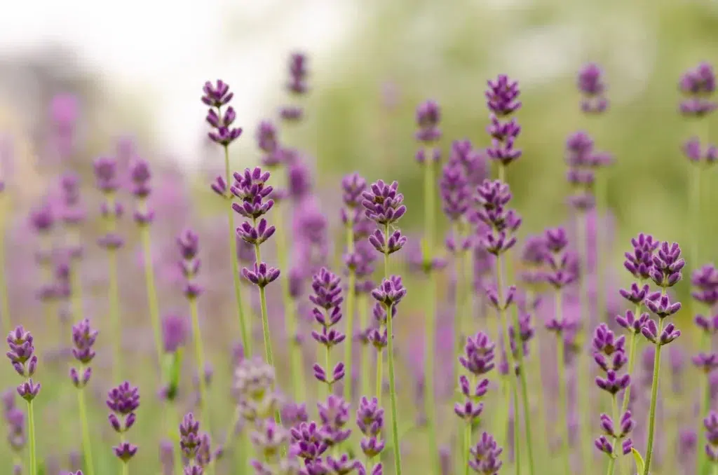 lavender flowers close up 2023 11 27 05 02 23 utc scaled scaled