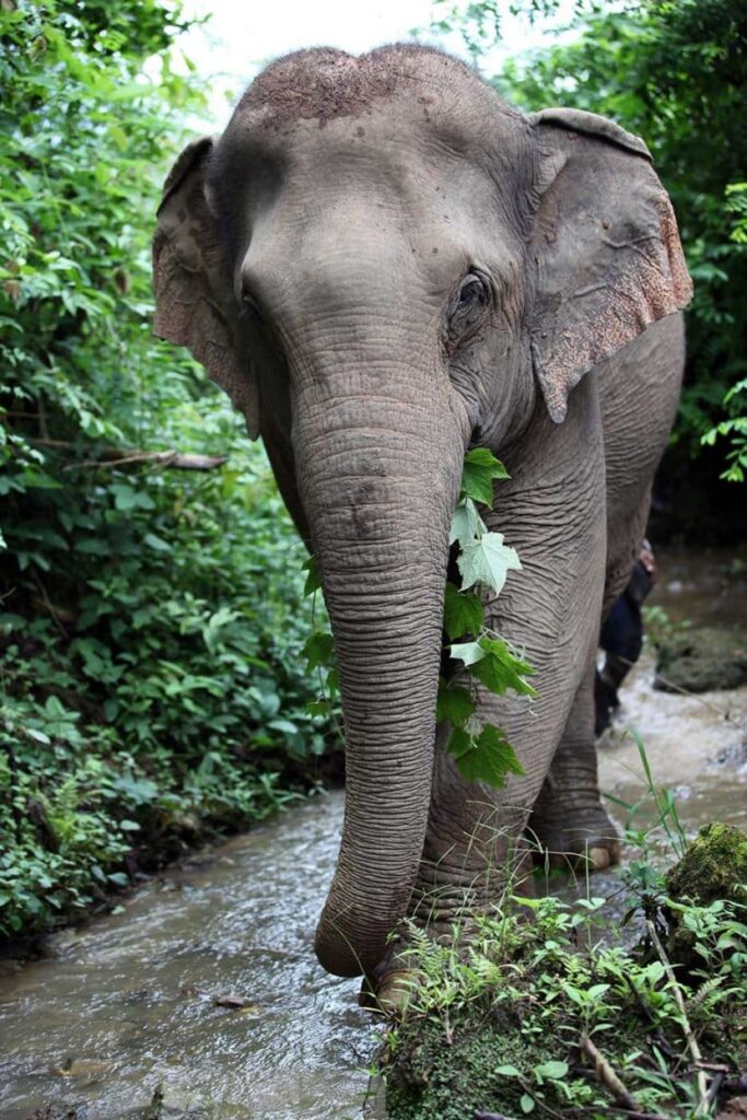 Manh TrailPhoto credit Simon Vesser 830x1244 1