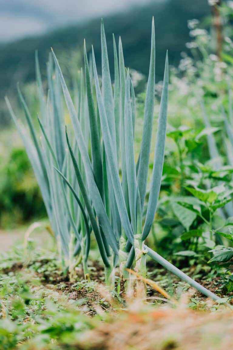 organic spring onion in growth 2023 11 27 05 03 18 utc scaled