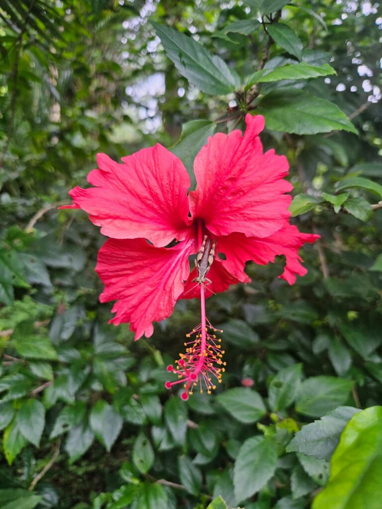 Hibiscus