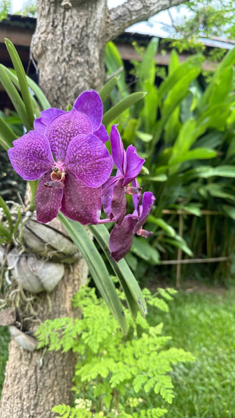 Orchid