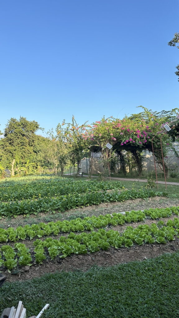 Organic Farm Tour, Luang Prabang, Laos