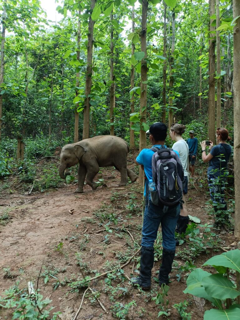 Mandalao Elephant