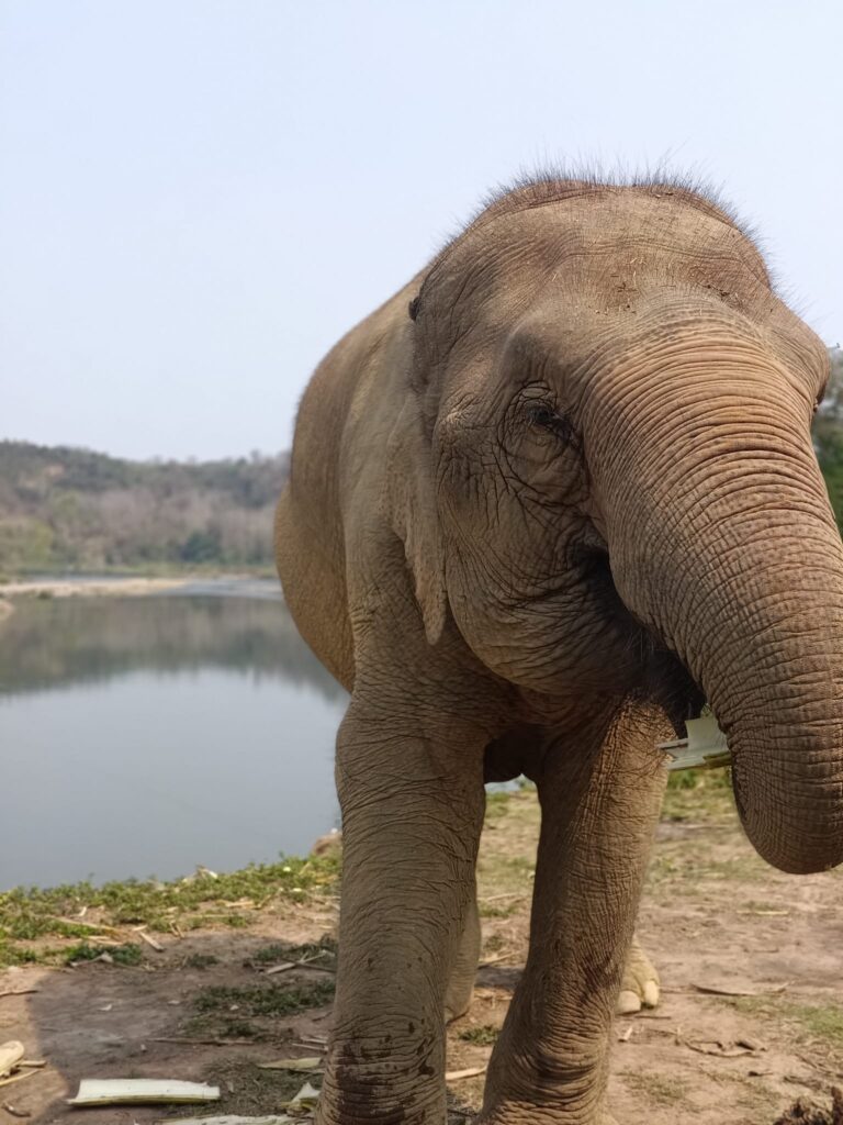 Mandalao Luang Prabang