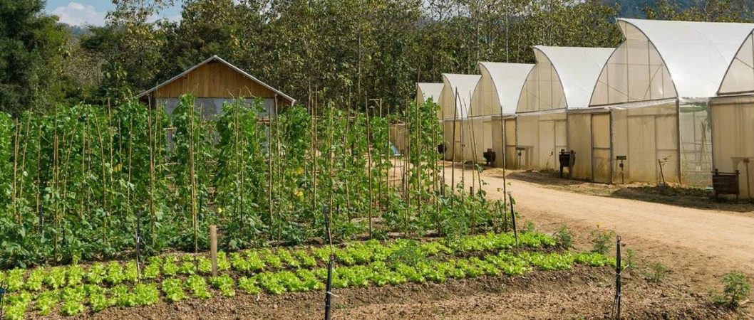 organic farm 15 e1710647099674